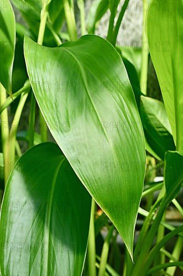 Leaf of tropical 'Canna Flaccida' plant