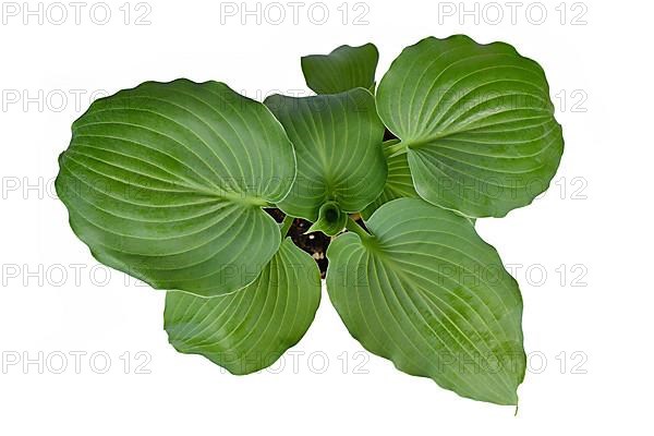 Top view of 'Hosta Moonlight Sonata' garden plant on white background