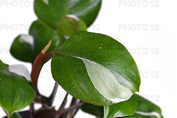 Leaf of tropical 'Philodendron White Knight' houseplant with white variegation spots on white background