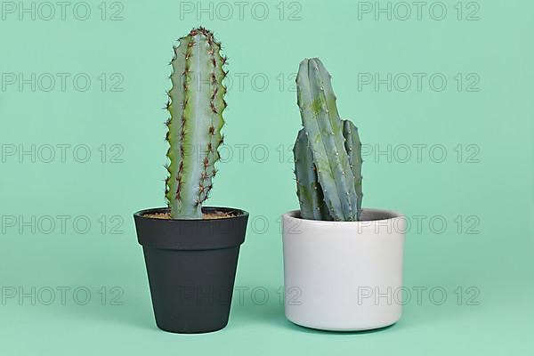 Real and fake plant. Potted natural Myrtillocactus Cactus and plastic plant comparison