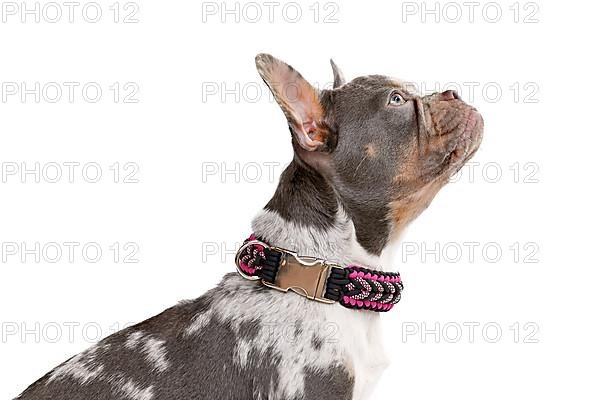 Side view of merle French Bulldog dog with long healthy nose wearing paracord collar on white background