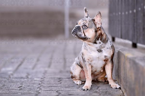 Blue merle French Bulldog dog