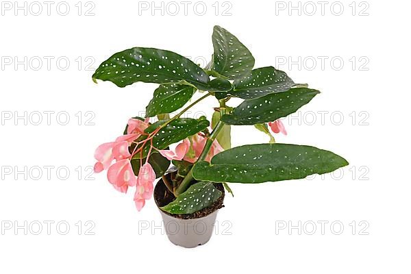 Blooming 'Begonia Tamaya' houseplant with pink flowers in pot on white background