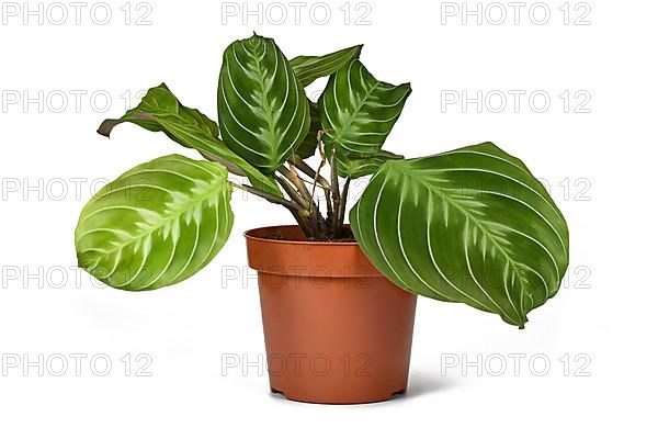 Exotic 'Maranta Leuconeura Cat Moustache' houseplant in flower pot on white background