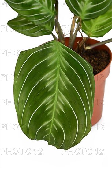 Leaf of exotic 'Maranta Leuconeura Cat Moustache' houseplant on white background