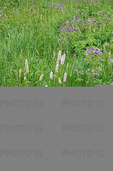 Wood cranesbill