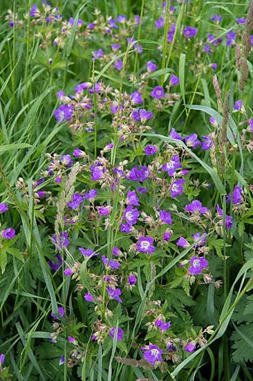 Wood cranesbill