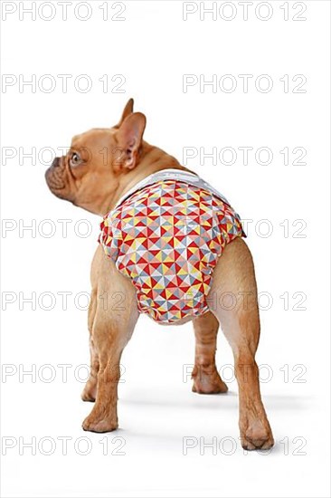 Fabric period diaper pants for protection on French Bulldog dog on white background