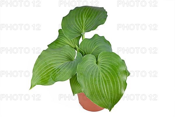 Tropical 'Hosta Moonlight Sonata' garden plant on white background