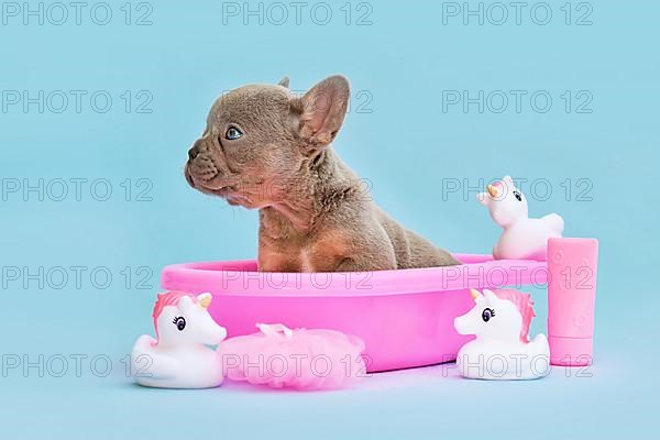 Isabella French Bulldog dog puppy in pink bathtub with rubber ducks on blue background