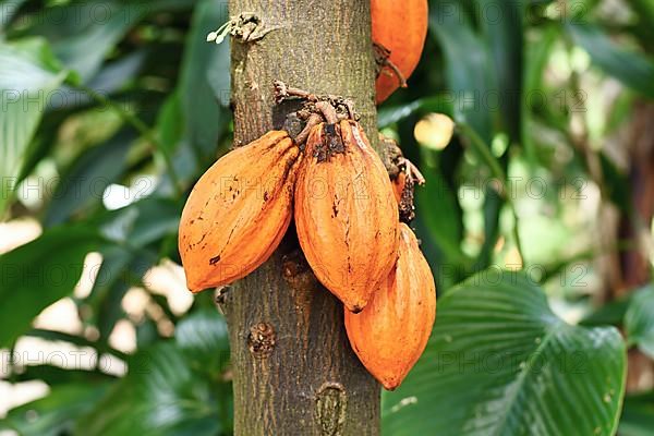 Orange cocoa beans hanging on 'Theobroma Cacao' Cacao tree