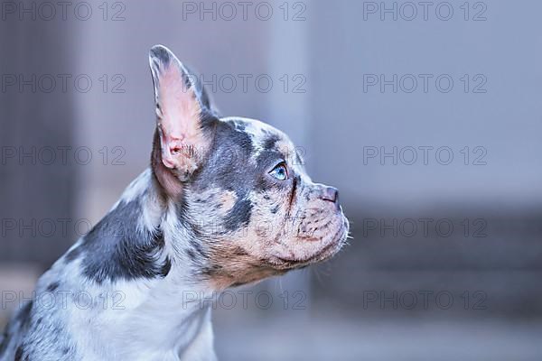 Side view of young blue merle tan French Bulldog dog with long healthy nose