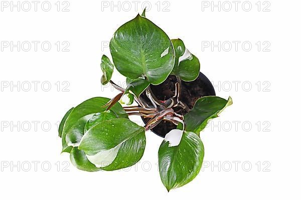 Top view of tropical 'Philodendron White Knight' houseplant with white variegation spots on white background