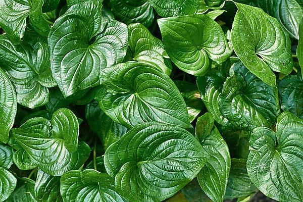 Tropical 'Cyanastrum Cordifolium' plants with heart shaped leaves