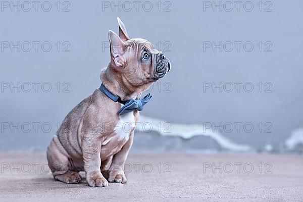 Blue red fawn French Bulldog dog puppy with blue bow tie in front of gray wall with copy space