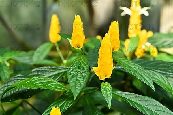 Tropical Golden shrimp plant with yellow flowers. Botanic name 'Pachystachys Lutea'