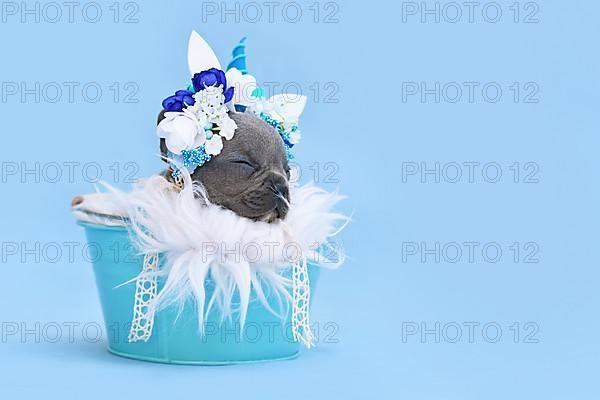 Blue French Bulldog dog puppy with unicorn headband with horn sleeping in bucket