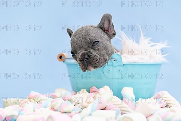 Sleeping French Bulldog dog puppy in bucket on blue background with marshmallow sweets