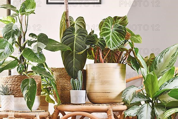 Urban jungle with different tropical houseplants in flower pots on wooden tables