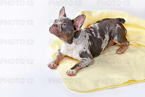 Young merle tan French Bulldog dog lying on yellow blanket
