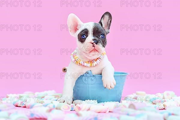 Blue pied French Bulldog dog puppy in bucket between marshmallow sweets on pink background