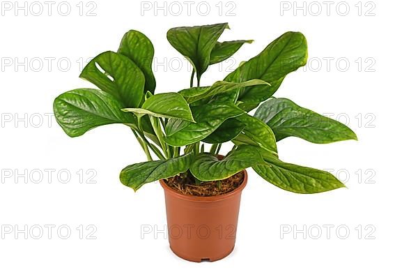 Side view of exotic Monstera Pinnatipartita houseplant with young leaves without fenestration isolated on white background