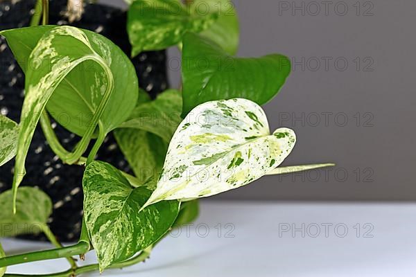 White leaf of tropical Epipremnum Aureum Marble Queen houseplant