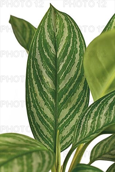 Close up of leaf of tropical Aglaonema Stripes houseplant with silver stripe pattern isolated on white background