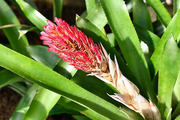 Blooming red flower of tropical 'Quesnelia Quesneliana' plant