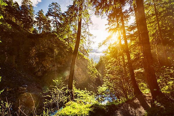 Green forest with sunrays in summer. With lens flare and light leak