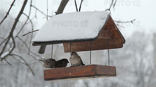 House sparrows pecks food in birdhouse under snow