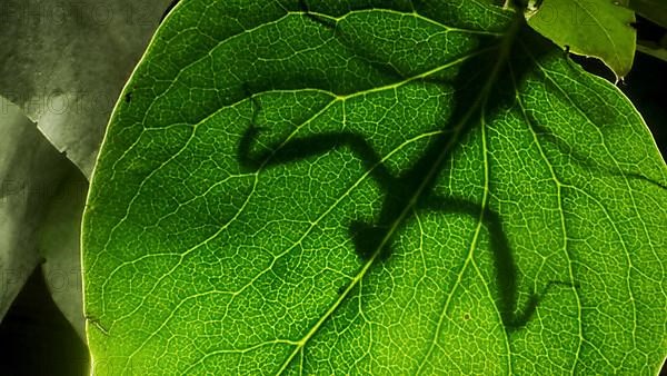Praying mantis is silhouetted behind a green lilac leaf. Close-up of mantis insect. Backlighting