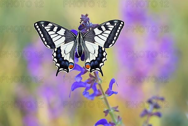 Swallowtail