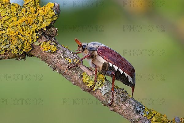 Field cockchafer