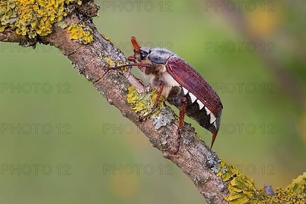 Field cockchafer