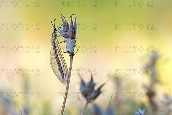 Ant damselfly