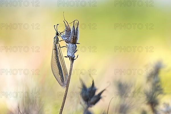 Ant damselfly