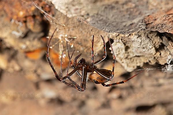 Large european cave spider