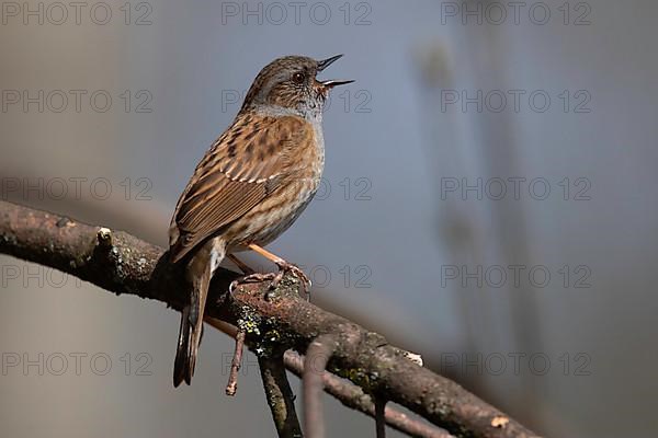 Dunnock