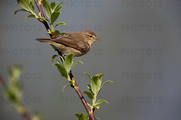 Chiffchaff