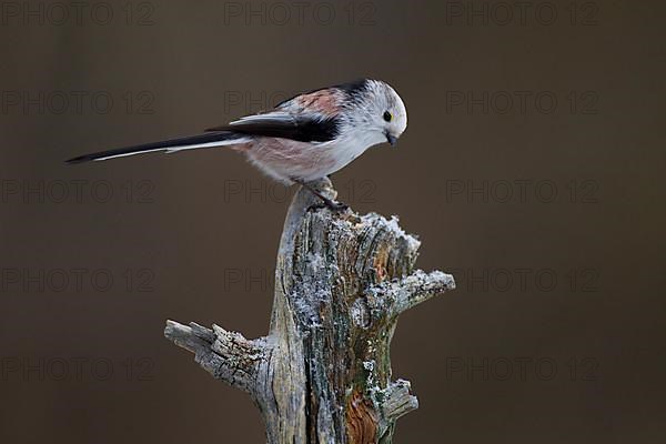 Long-tailed tit