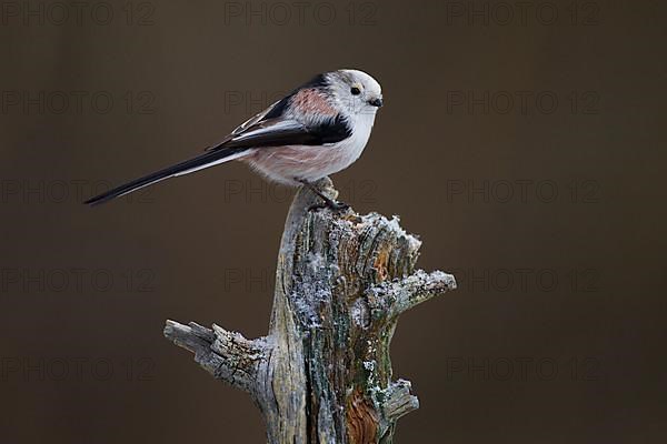 Long-tailed tit