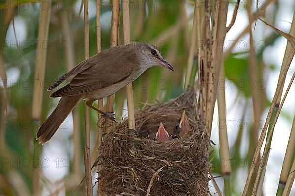 Great reed warbler