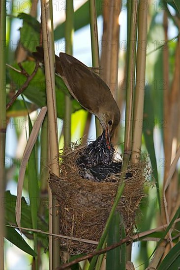 Reed warbler