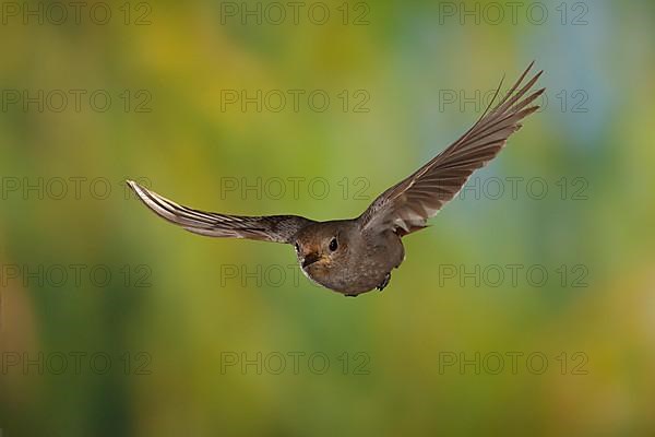 Black Redstart