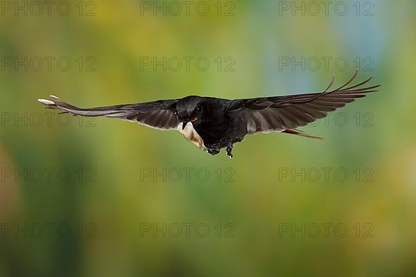 Black Redstart