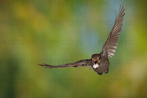 Black Redstart