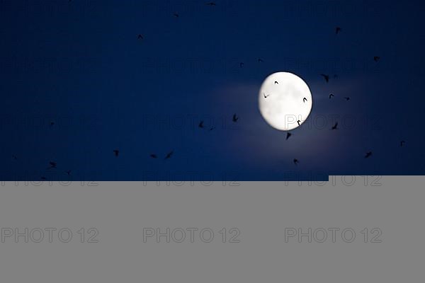 Common house martins