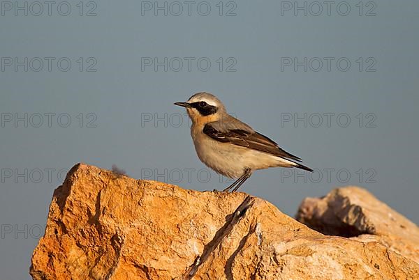 Northern wheatear