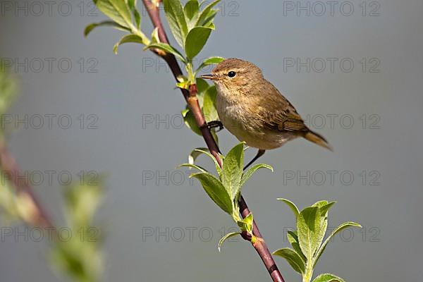 Chiffchaff